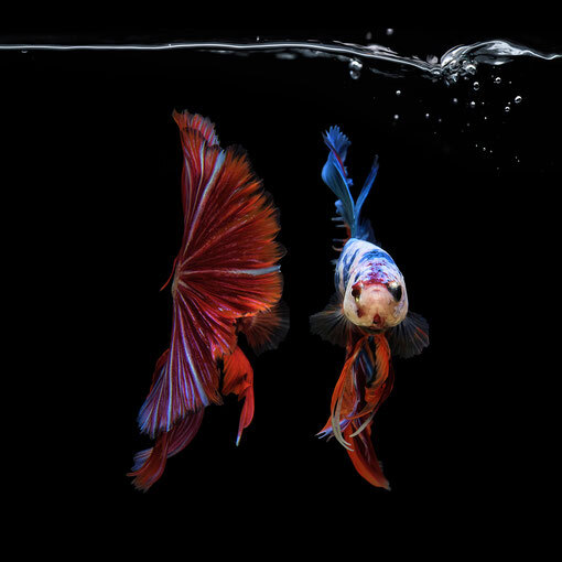 Grand Ballett 27